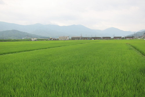 ���Ɍ��̕Ĕ_��