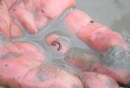 ���Ɍ��̕Ĕ_��