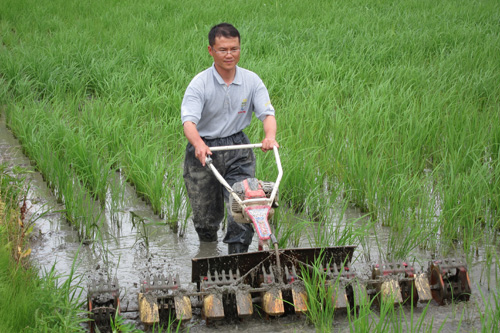 ���Ɍ��̕Ĕ_��