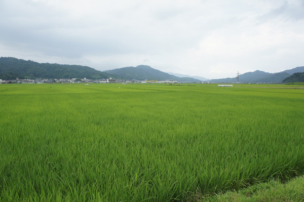 ���s�{�̕Ĕ_��